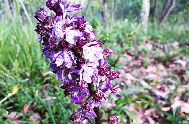 Giardino delle Orchidee Spontanee del Mediterraneo, Ladispoli, Italy, Italy